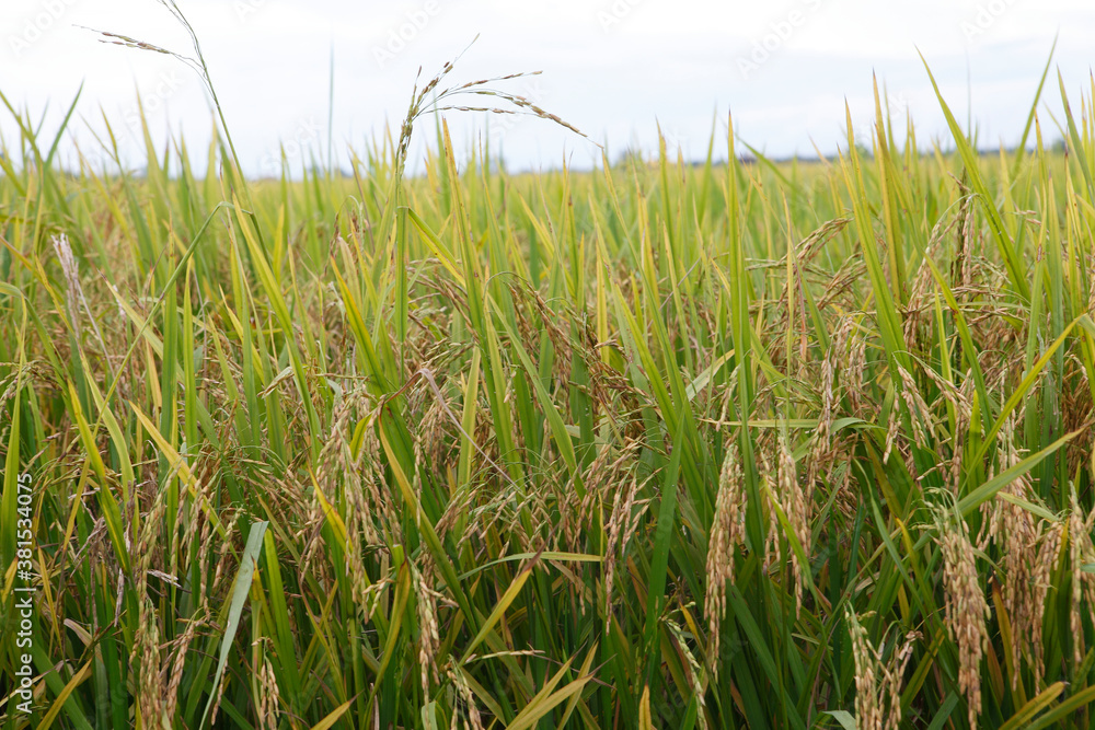 Obraz premium rice field in the morning