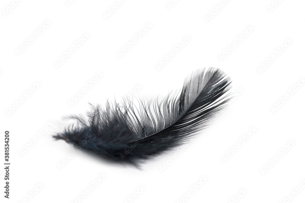 black feather texture on white background