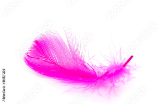 Pink feather texture on white background