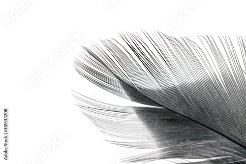 black feather texture on white background