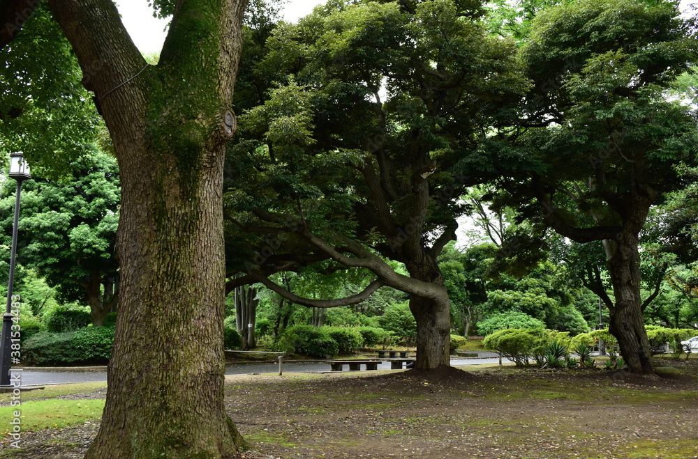The powerful aged trees at the park in Sapporo Japan