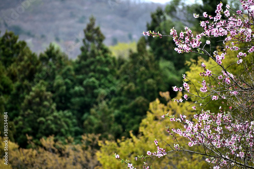 5月山形野草園 アーモンドの花