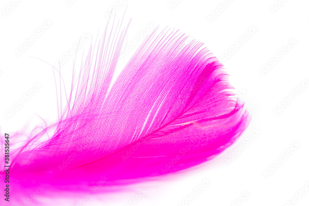 Pink feather texture on white background Pink feather texture on white background