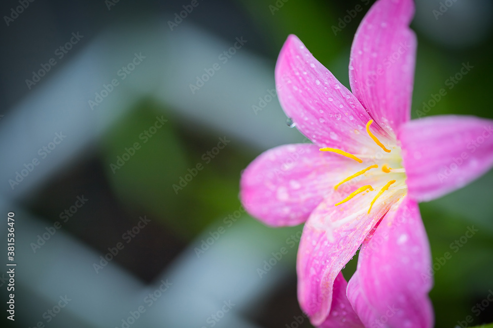 Obraz premium Pink zephyranthes grandiflora flower has water drops along the petals