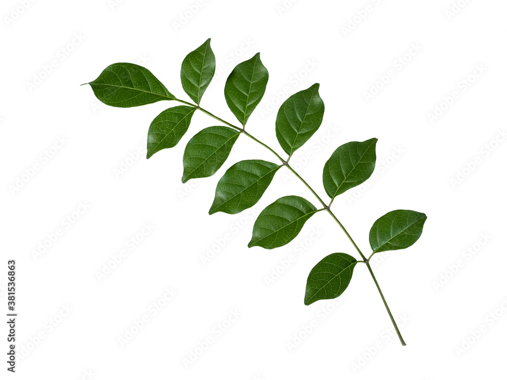 green leaf isolated on white background the closeup top view of bignonia serratula leaves with clipping path green leaf isolated on white background the closeup top view of bignonia serratula leaves with clipping path