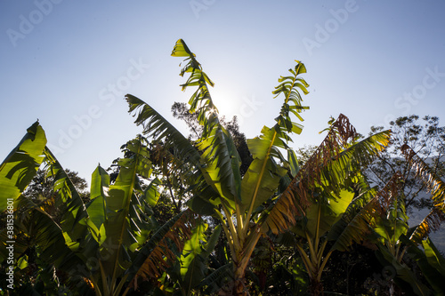 banana field against sky