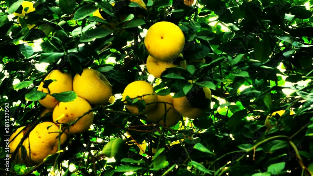 Pamela or pomelo fruits (Citrus maxima, Citrus grandis) on the tree on green foliage background. 4K Pamela or pomelo fruits (Citrus maxima, Citrus grandis) on the tree on green foliage background. 4K