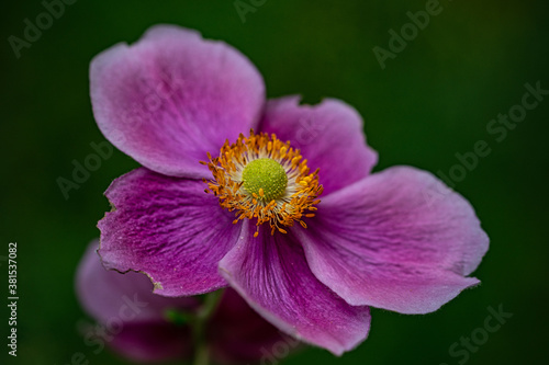 Rosa Herbst-Anemone