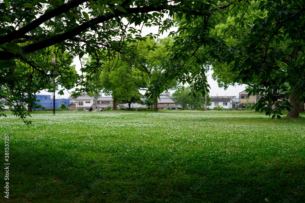 クローバーの咲く公園の芝生広場