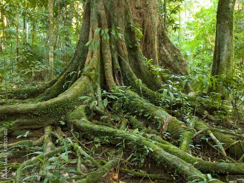 Buttressed roots-Rainforest