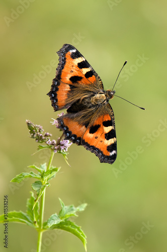 butterfly Aglais urticae sit on a forest plant on a summer morning