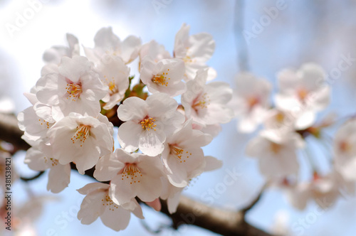 桜