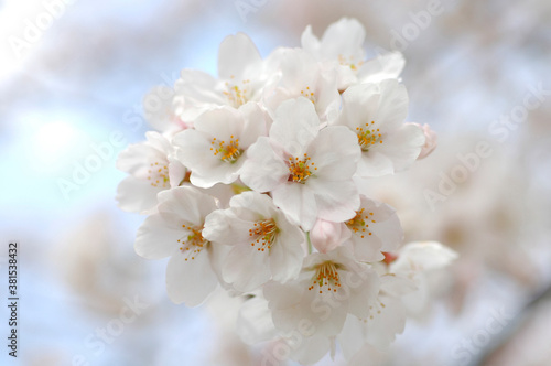 桜