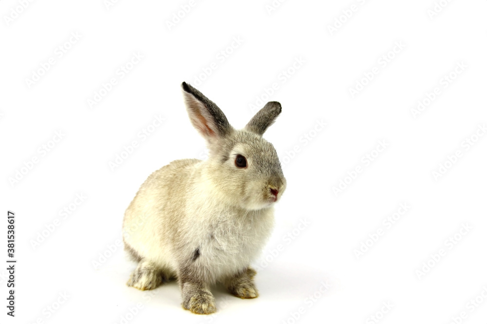 Obraz premium white rabbit isolated on white