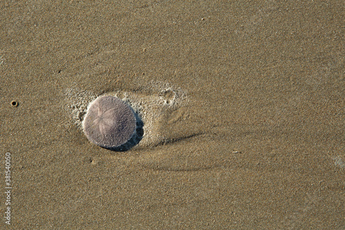 фотографія Live Sand dollar on wet sand