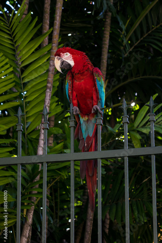 Macaw with red, blue and yellow feathers
