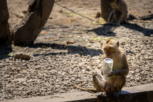 Monkeys carry plastic bottles. Indiscriminately discarded plastic waste is taken by monkeys. Small monkey looks curiously at an empty plastic water bottle. photo