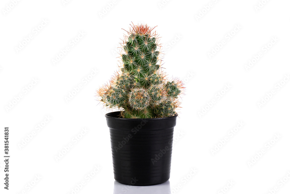Cactus mammillaria elongata rufocrocea in pot isolated on a white background Cactus mammillaria elongata rufocrocea in pot isolated on a white background
