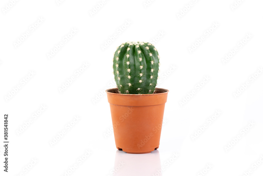 Cactus echinopsis in pot isolated on a white background Cactus echinopsis in pot isolated on a white background