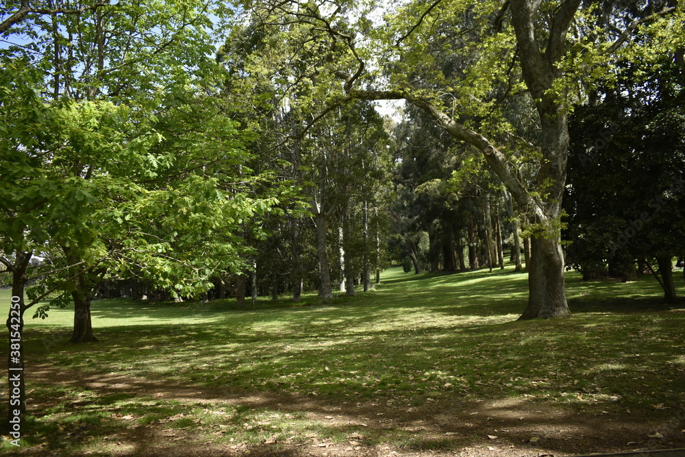 trees in the park