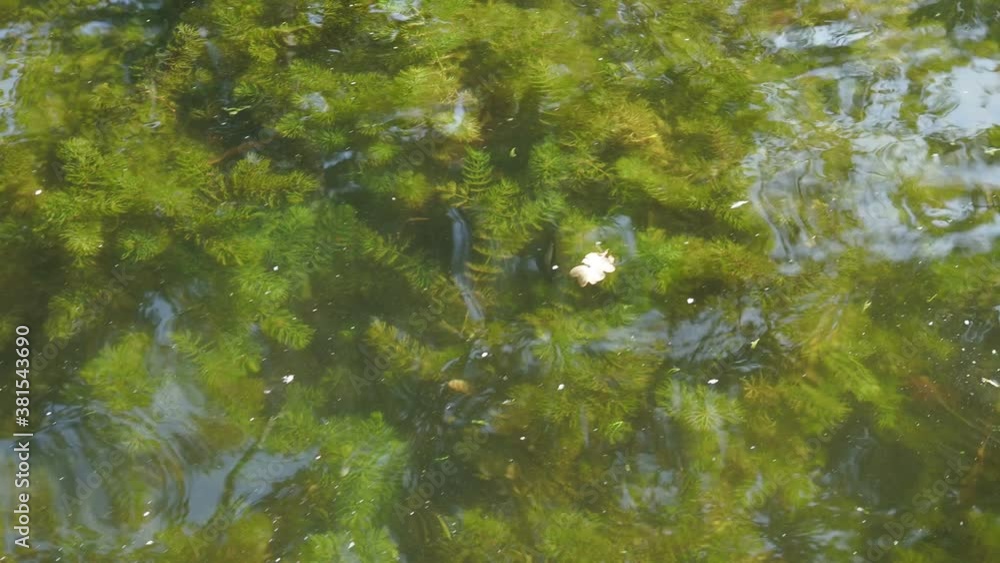 numerous green algae can be seen through the transparent surface of the water of the autumn lake numerous green algae can be seen through the transparent surface of the water of the autumn lake
