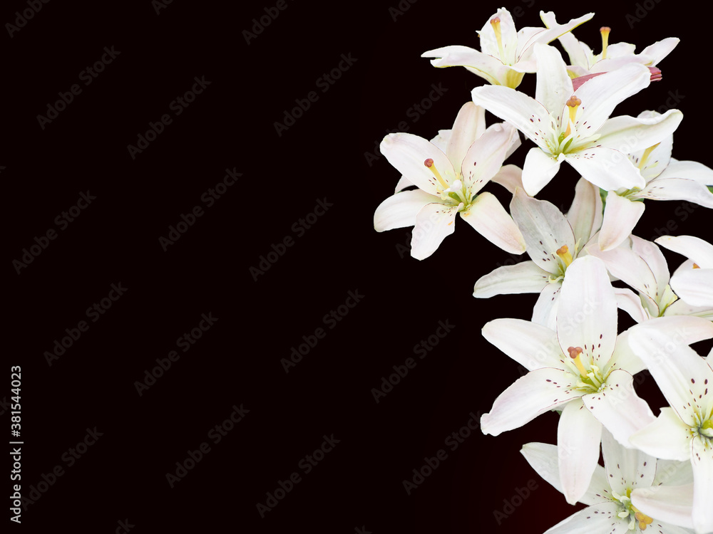 Fototapeta premium many flowers of a delicate white Lily on a black background