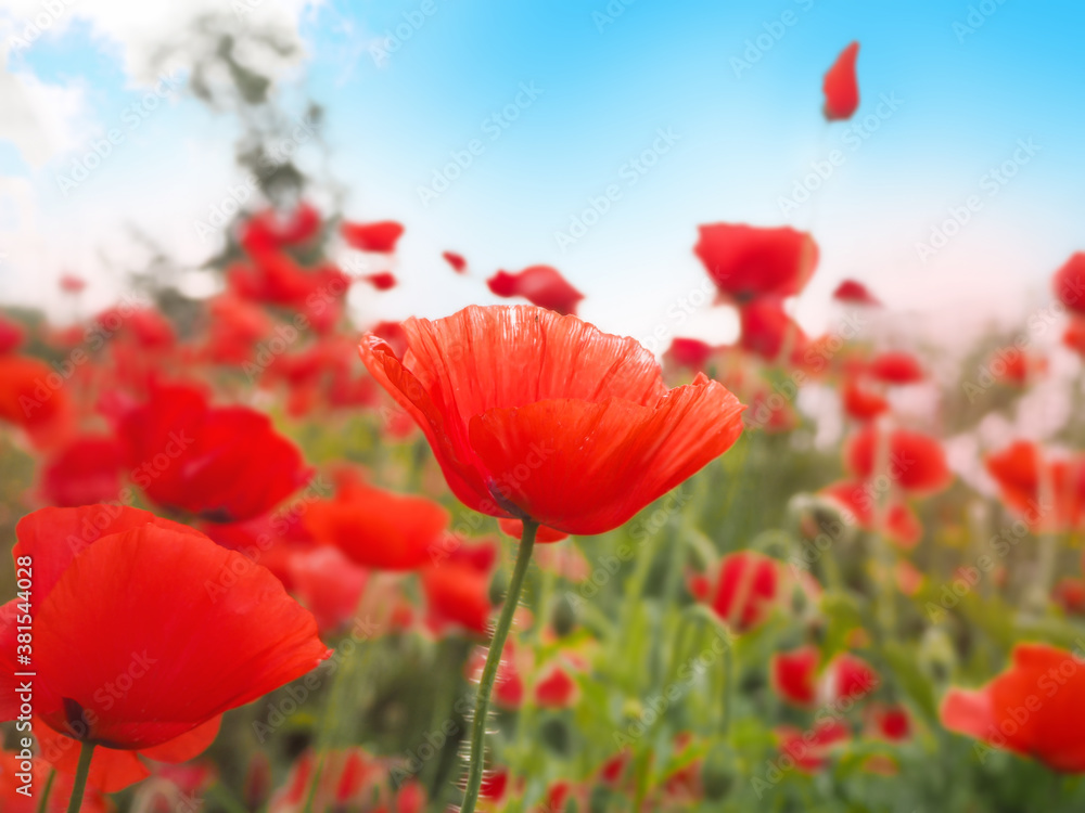 Naklejka premium background of many red poppies with blue sky close-up