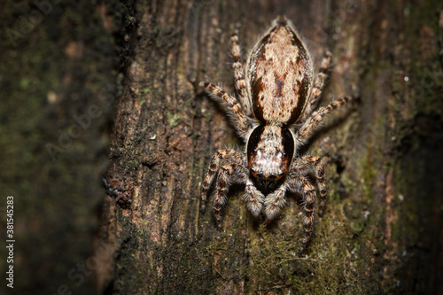 Macro photo of a jumping spider on a tree bark, extreme close up of a jumping spider.