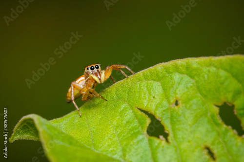 Macro photo of a jumping spider on a leaf, extreme close up photo of a small jumping spider. © Séa