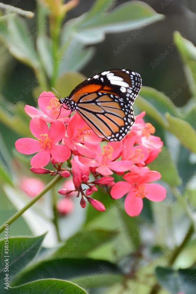 Butterfly on flower in the garden Butterfly on flower in the garden