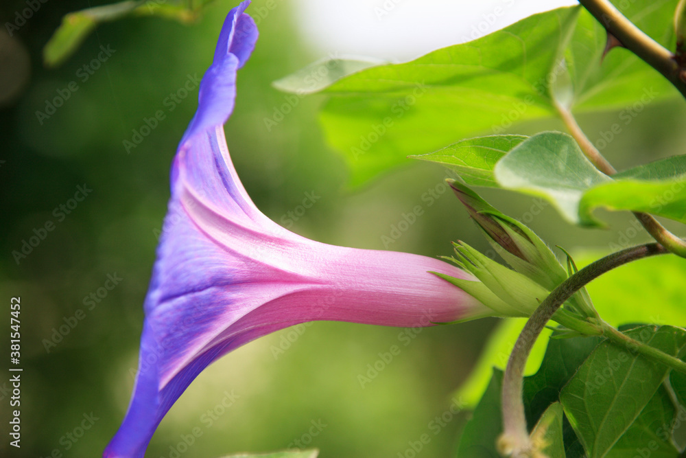 Fototapeta premium 朝顔