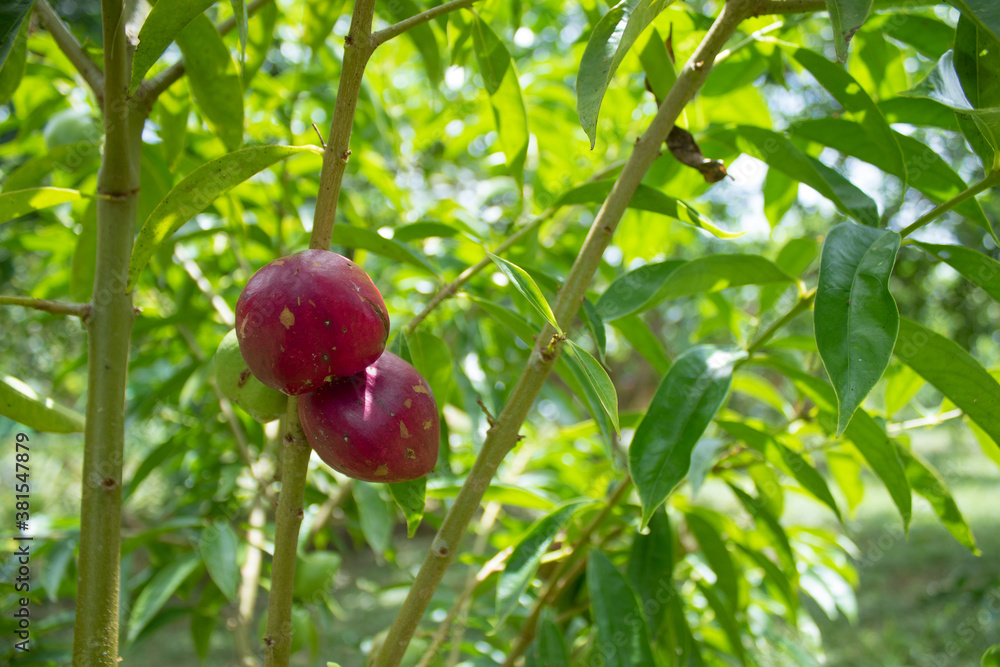 Obraz premium The red bark fruit on the tree