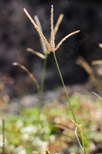 close up of a plant