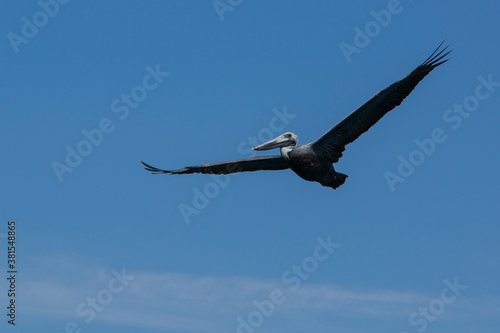 Large brown pelican in flight with blue sky © Dennis M. Swanson