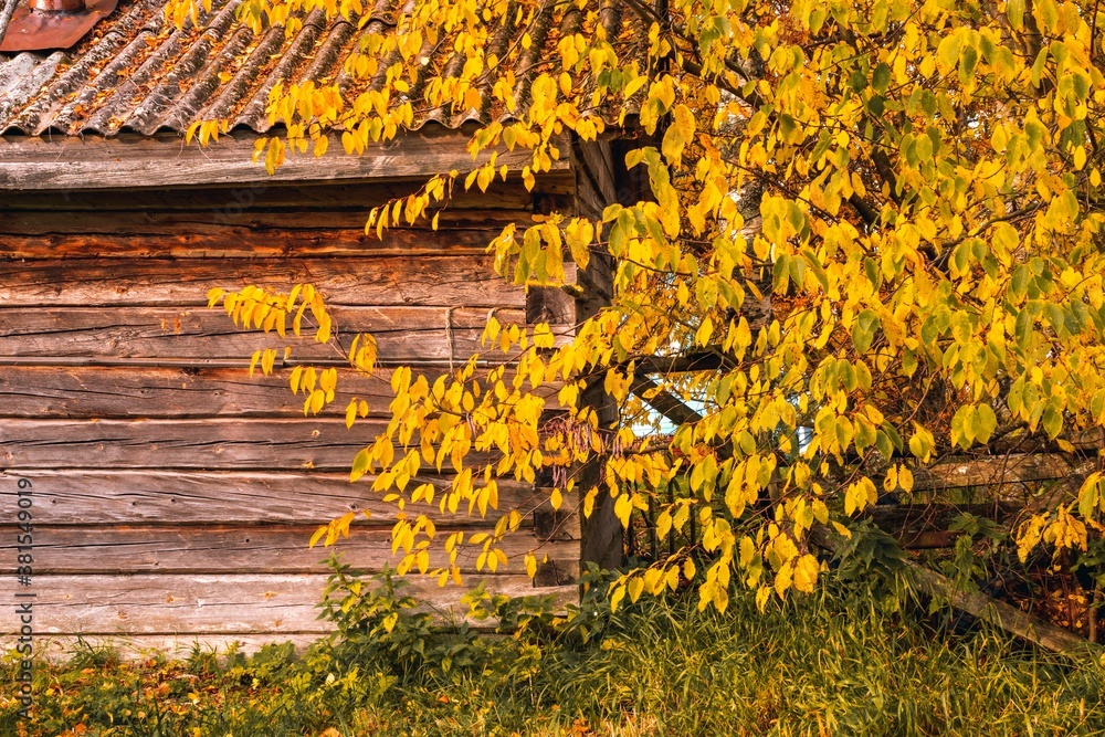 Fototapeta premium Rural landscape with a wall of an old wooden structure made of logs and yellow autumn foliage.