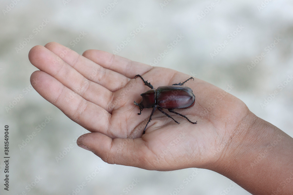 Dynastinae or stag beetle in hand of a child.