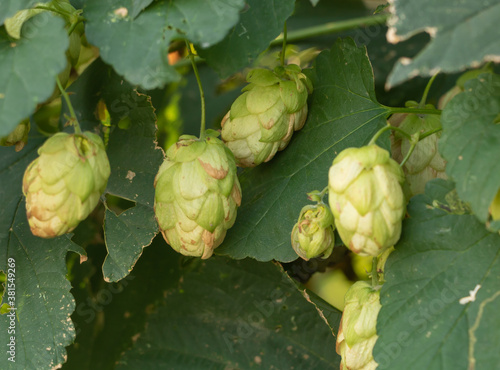 Humulus lupulus growing - material for beer production