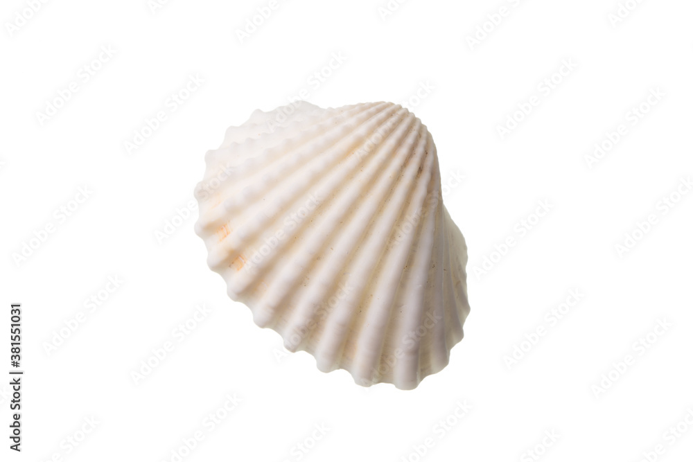 Shell isolated on white Shell isolated on white