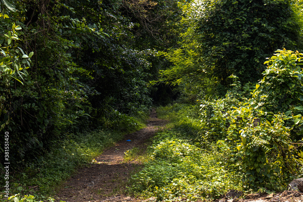 Foot way is surrounded with trees is like a haven Foot way is surrounded with trees is like a haven