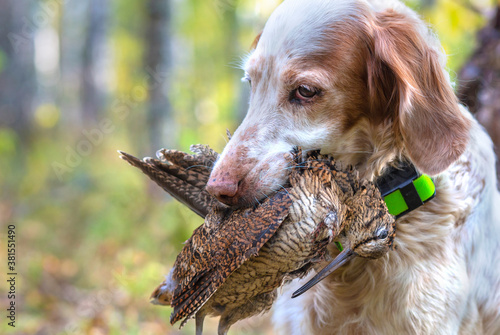 Hunting for a woodcock with the English setter.  Real hunt. Portrait of a hunting dog with trophies. Photos of real hunting.  photo