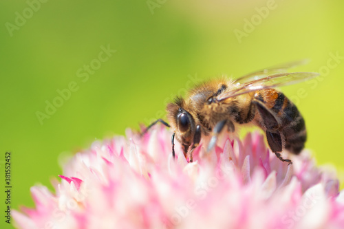 Honey bees collect pollen Spiraea flower. Macro shot.