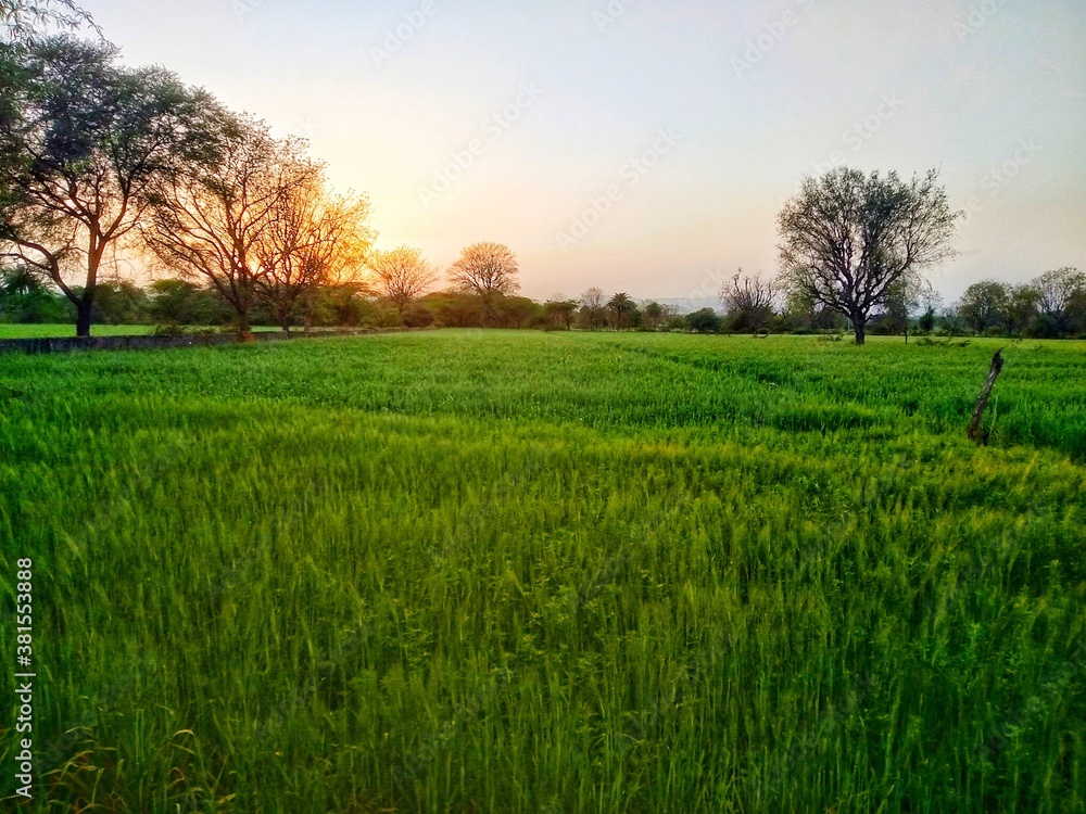 Fototapeta premium sunset in the field