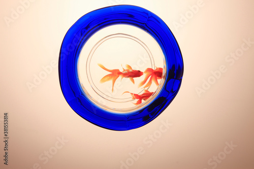 金魚鉢 © Paylessimages