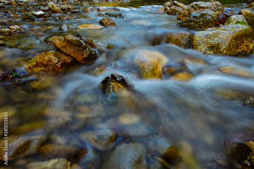 morning by the river in green forest