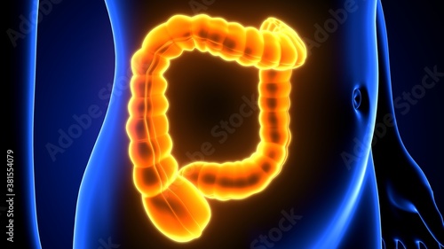3d illustration of human body large intestine anatomy
