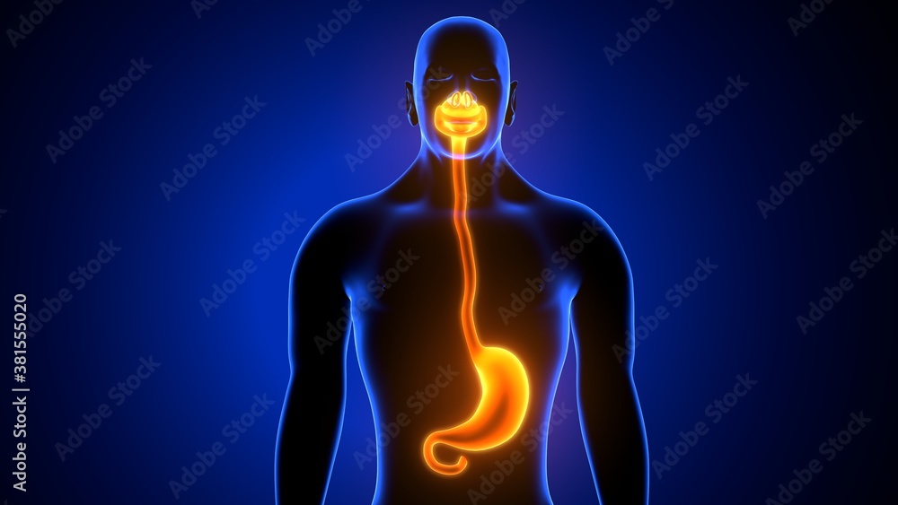 3d illustration of stomach anatomy human digestive system 3d illustration of stomach anatomy human digestive system