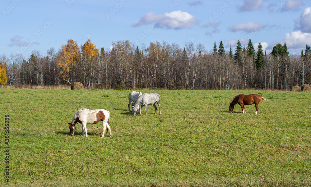 Horses and mares graze along a busy road.