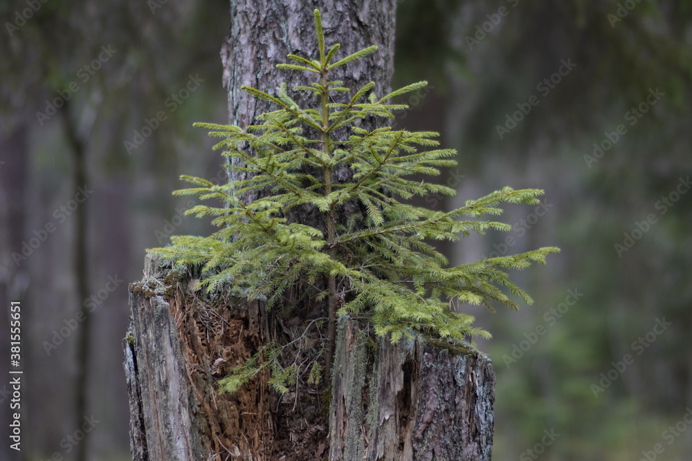 tree on tree