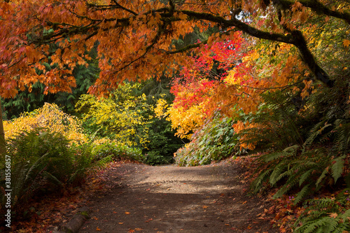 Lush, vibrant fall colors in Washington Park Arboretum in Seattle
