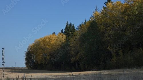autumn in the forest